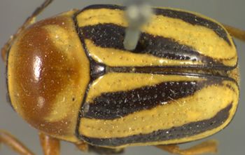 Media type: image;   Entomology 8394 Aspect: habitus dorsal view